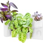 Urbio Happy Family Wall Planters